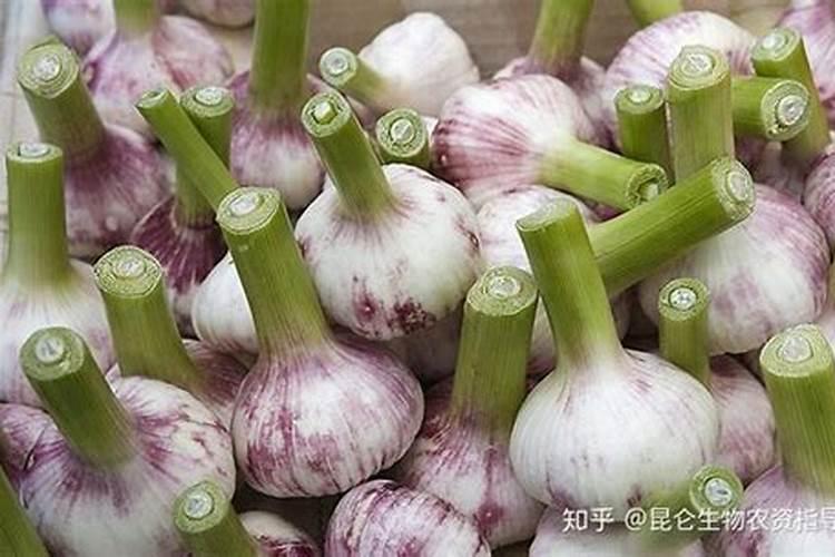 大蒜干尖黄叶打什么药效果最好