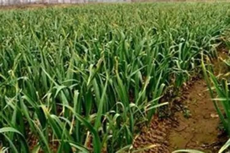 专家好,大蒜叶干尖是什么引起的。