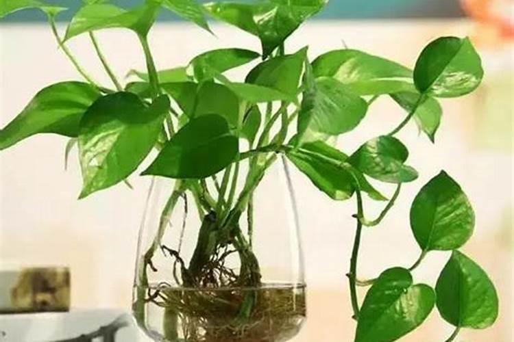 绿萝花肥用什么合适 肥料制作与使用方法