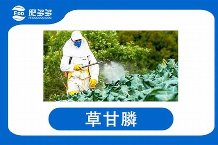 南瓜刚刚打顶可以喷叶面肥吗？