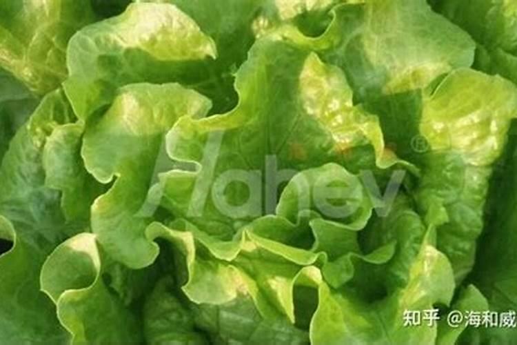 莴笋大规模种植用什么肥料才能长得又粗又壮？