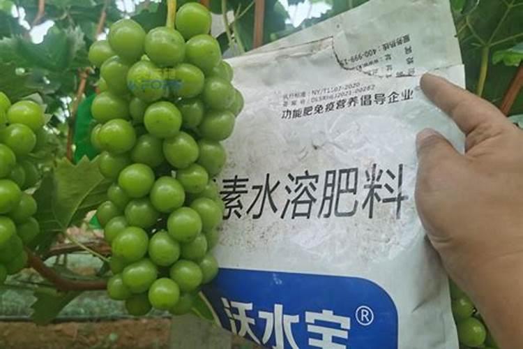 种橘子该用什么肥料