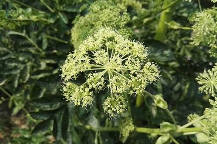 农作物叶面肥木醋液推荐厂家