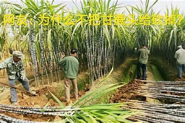 种植甘蔗,要想甘蔗长得好,实现高产,应该怎样施肥？