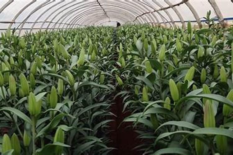 怎样种植食用百合