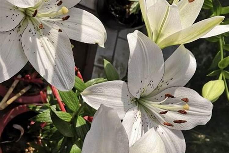 百合怎么种植 高产种植技术与管理方法