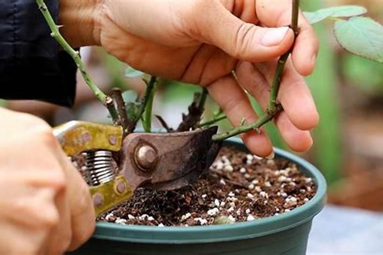 月季花怎么施肥？