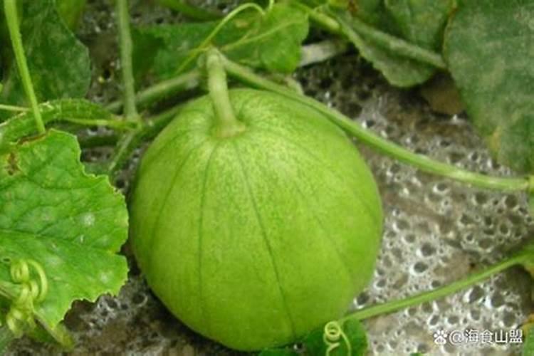 种香瓜用什么肥料最好