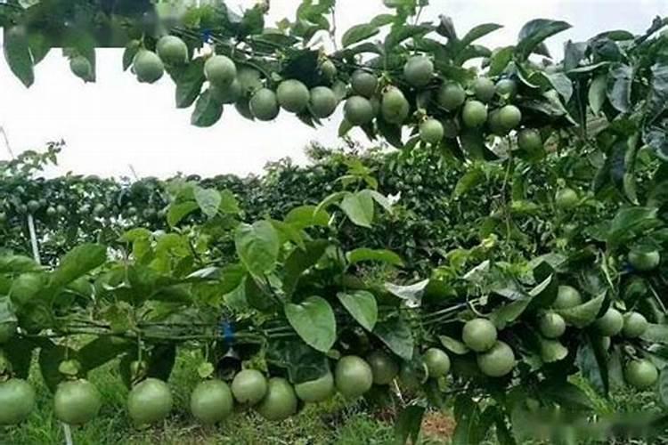 百香果用什么叶面肥？百香果膨大素用哪个？百香果增大增甜用金泰靓百度...