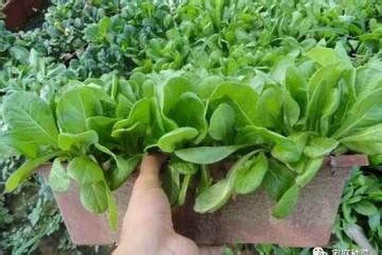 桐子叶麦粉馍馍怎么做才松软？