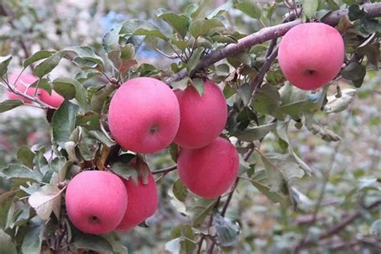 苹果果实膨大需要什么肥料？苹果一次冲施多少肥料？苹果叶面肥用...