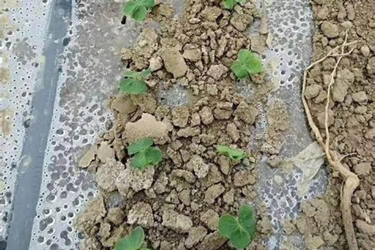硼肥的最佳使用时期 硼肥的最佳使用是什么时候