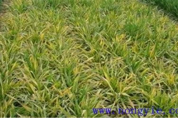 缺少氮磷钾肥分别有什么现象