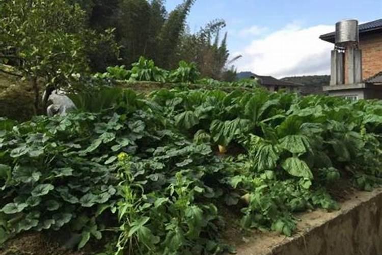 菜地除草的最好办法