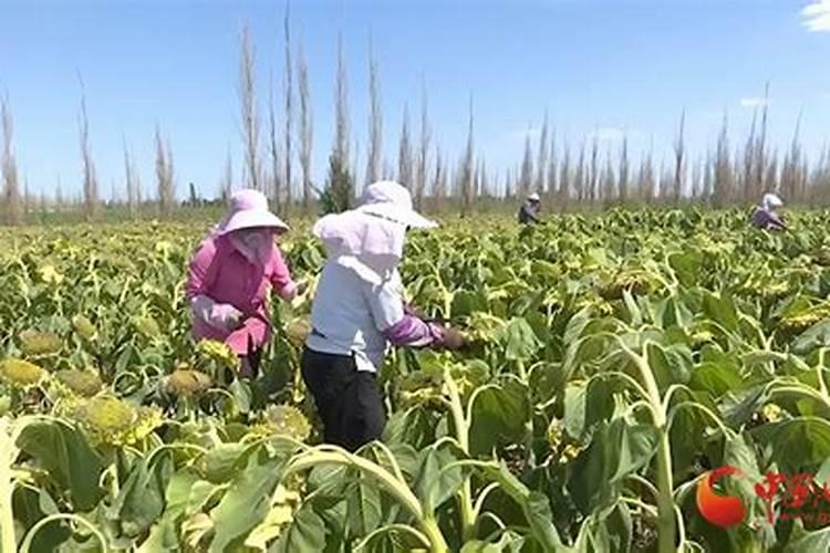 芸苔素0.004和0.01哪个好