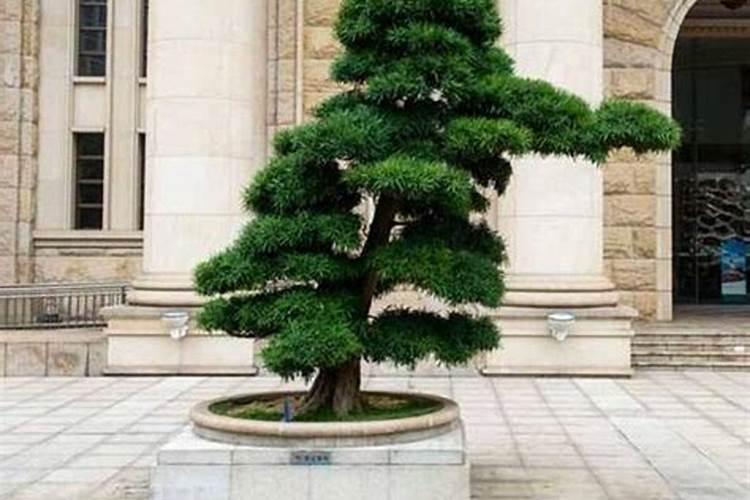微量元素肥料有哪些 微量元素肥料有什么作用