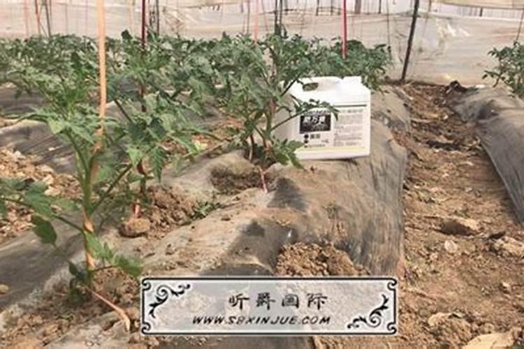 自己在家沤花肥又臭又慢？教你4招1个月就能做好肥,还没味