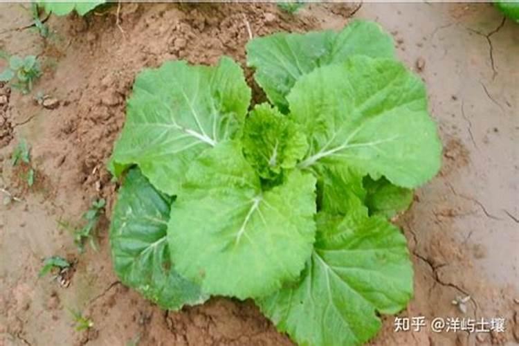 种白菜用什么肥料最好