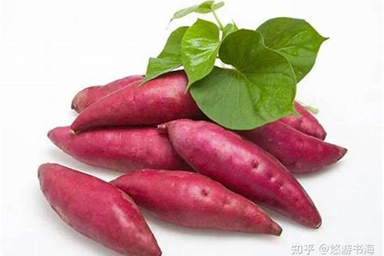 红薯最怕哪三种肥料？红薯正确的施肥方法,赶快收藏起来
