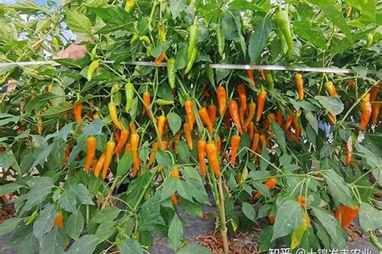 辣椒喷什么叶面肥结果多多久喷一次