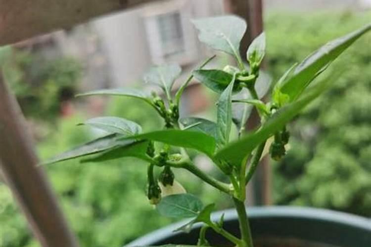 辣椒苗浇水的方法