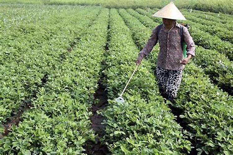 花生开花下针期田间管理要点是什么