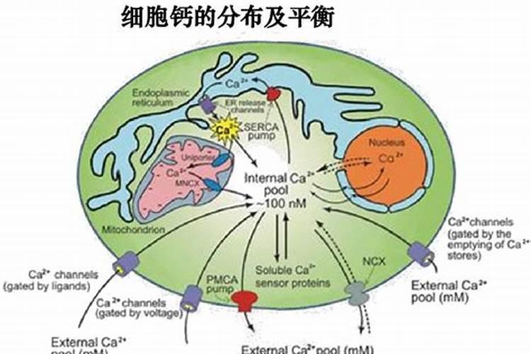 糖醇钙能和磷酸二氢钾一起用吗