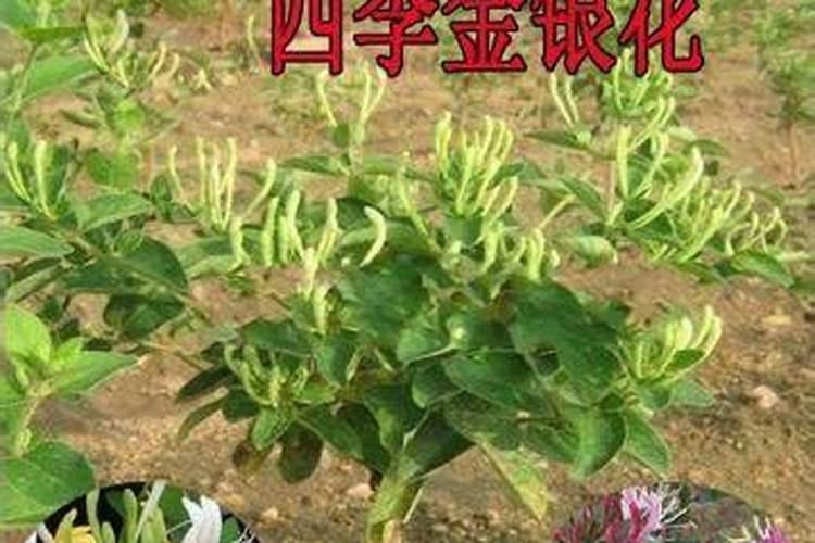 金银花施什么肥最好
