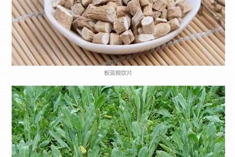 板蓝根叶子枯打什么药