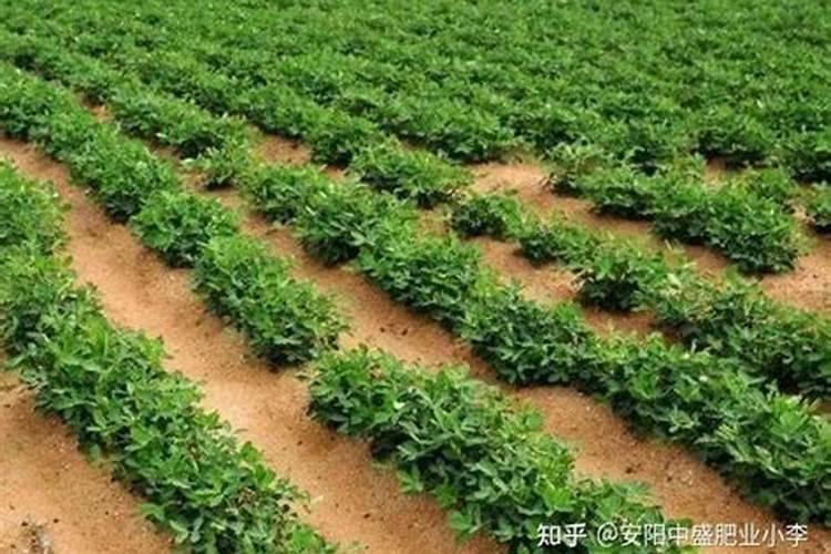 茉莉花施什么肥好？