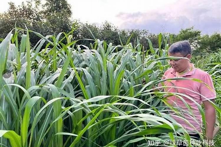 油菜花期管理与施肥方法是什么？