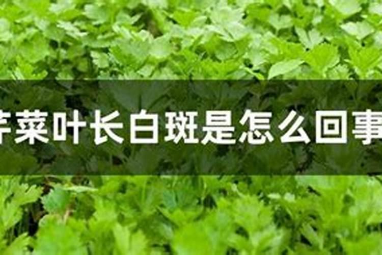种芹菜用什么肥料好