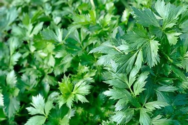 芹菜出现黄叶现象,这个时候该怎样防治？