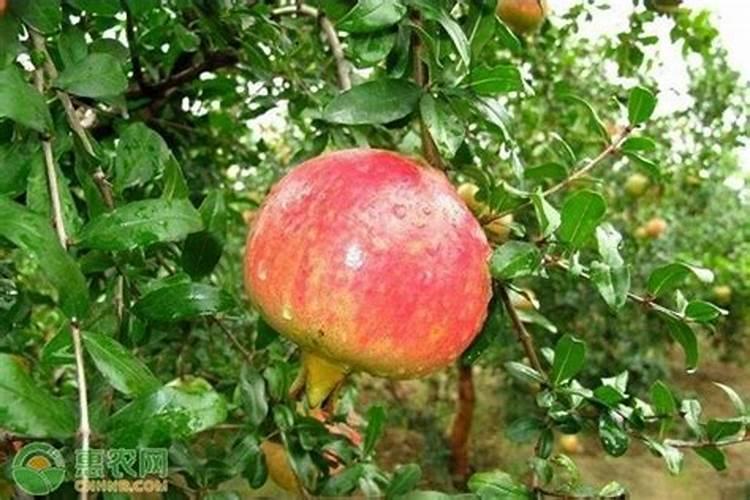 盆栽石榴用什么肥料最好