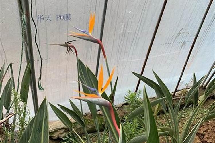 .../天堂鸟怎么叶子上有黑斑叶尖还发焦发卷开裂了？怎么治啊？百度知 ...