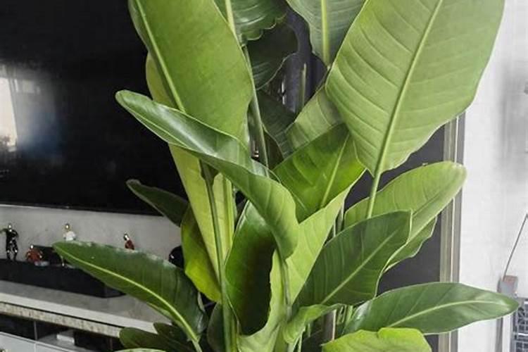 天堂鸟叶子开裂怎么办