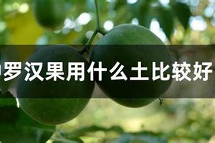 葡萄着色期因怎样施肥才能使葡萄着色更快品质更好。