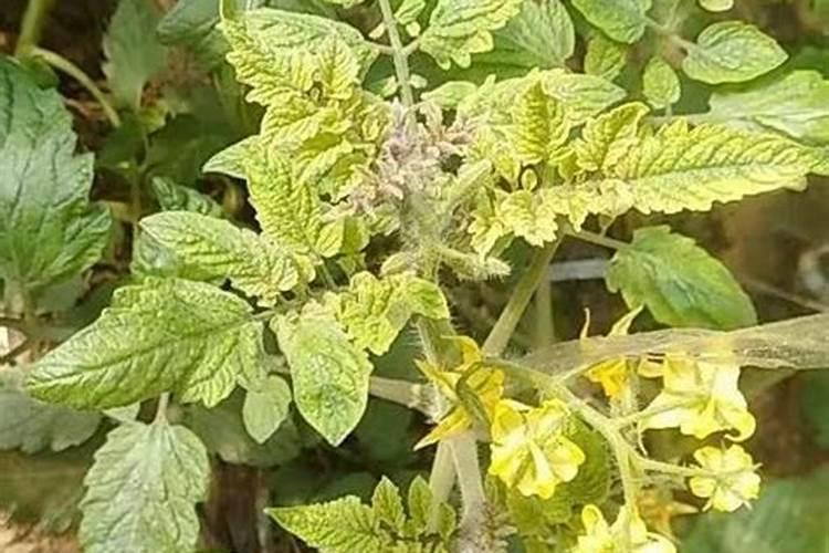 请专家给我家大田刚定植的番茄苗得了什么病。叶片发黑反面发紫。