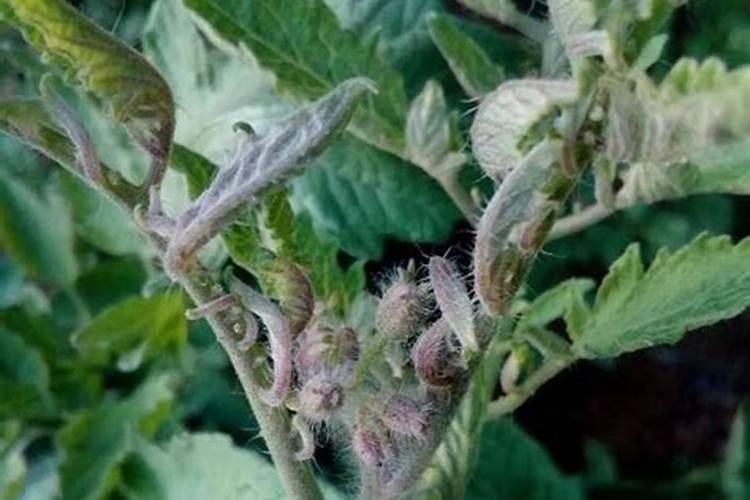 番茄青枯病用什么药