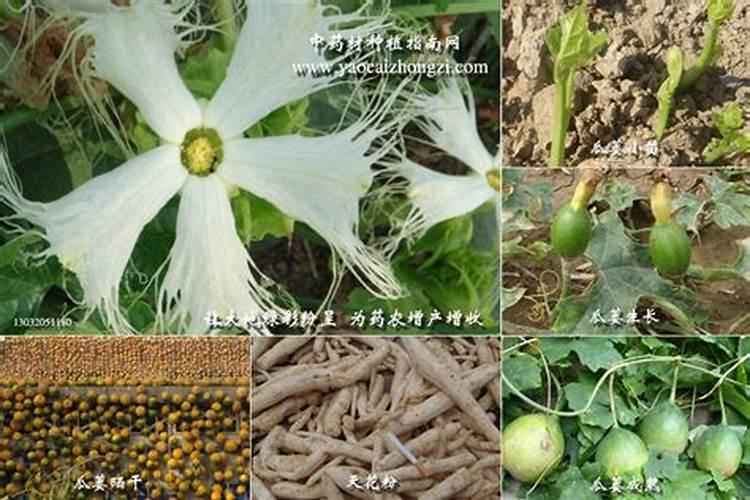 瓜蒌每个节段用肥注意事项,重茬地块应该注意什么？