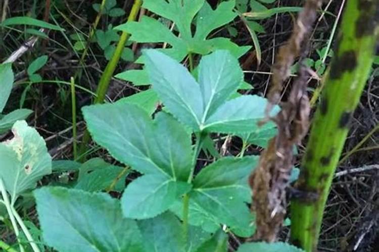百合科植物用什么除草剂？
