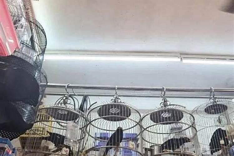 绿萝叶子黄是缺水还是多水？