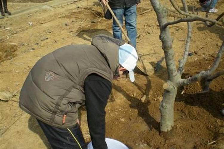 请问种树是施肥还是先浇水