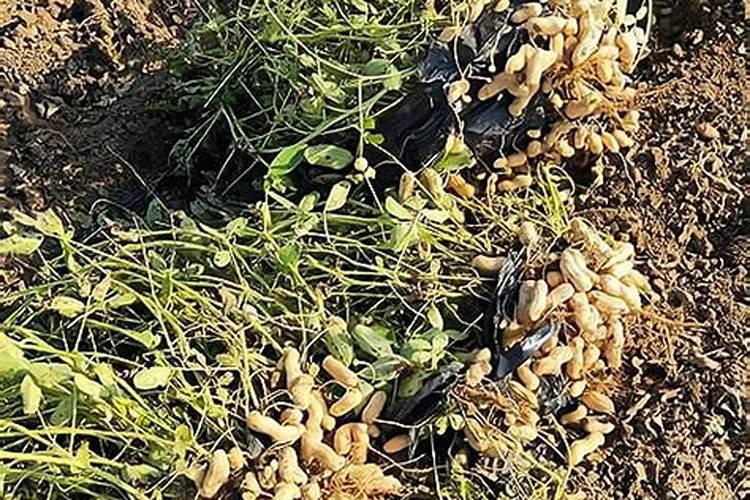 种花生用什么含量的化肥