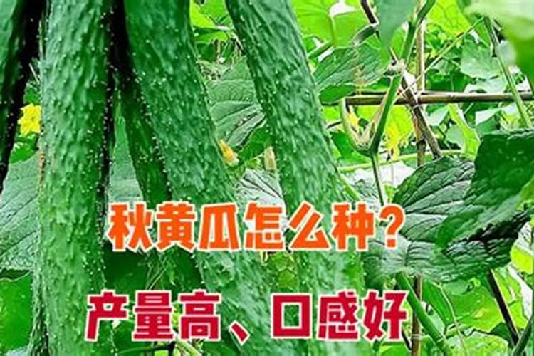 黄瓜施肥时间及方法 黄瓜施肥的正确方法
