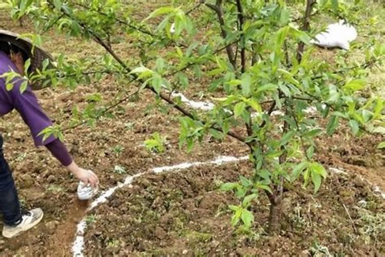 果树能用氯化钾肥料吗 有哪些优缺点