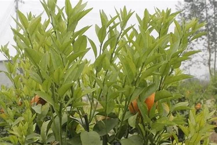 芽苗菜一共有多少种？都有哪些种类？