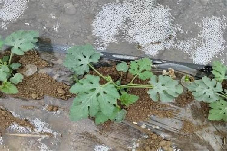 不同季节的绿化苗木移栽技术分享