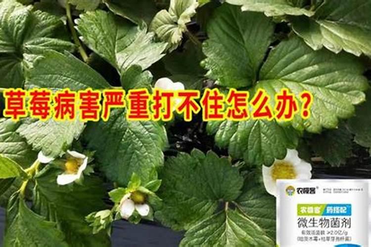 草莓专用肥是什么肥料 草莓施入氮磷钾肥的作用