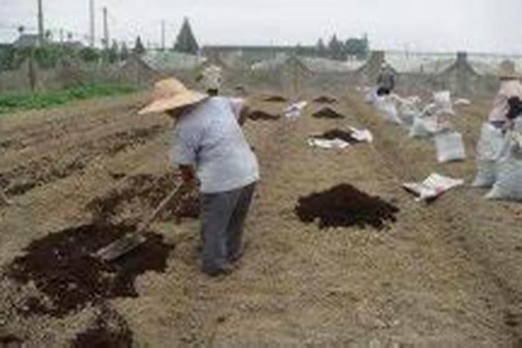 黄土种植玉米容易缺那种微量元素